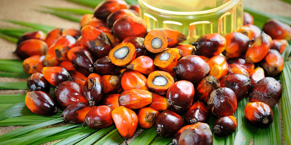 semi di palma da cui si ricava l'olio